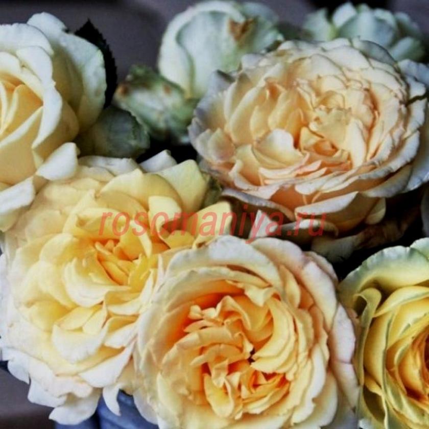 Роза Ингрид Бетанкур 2