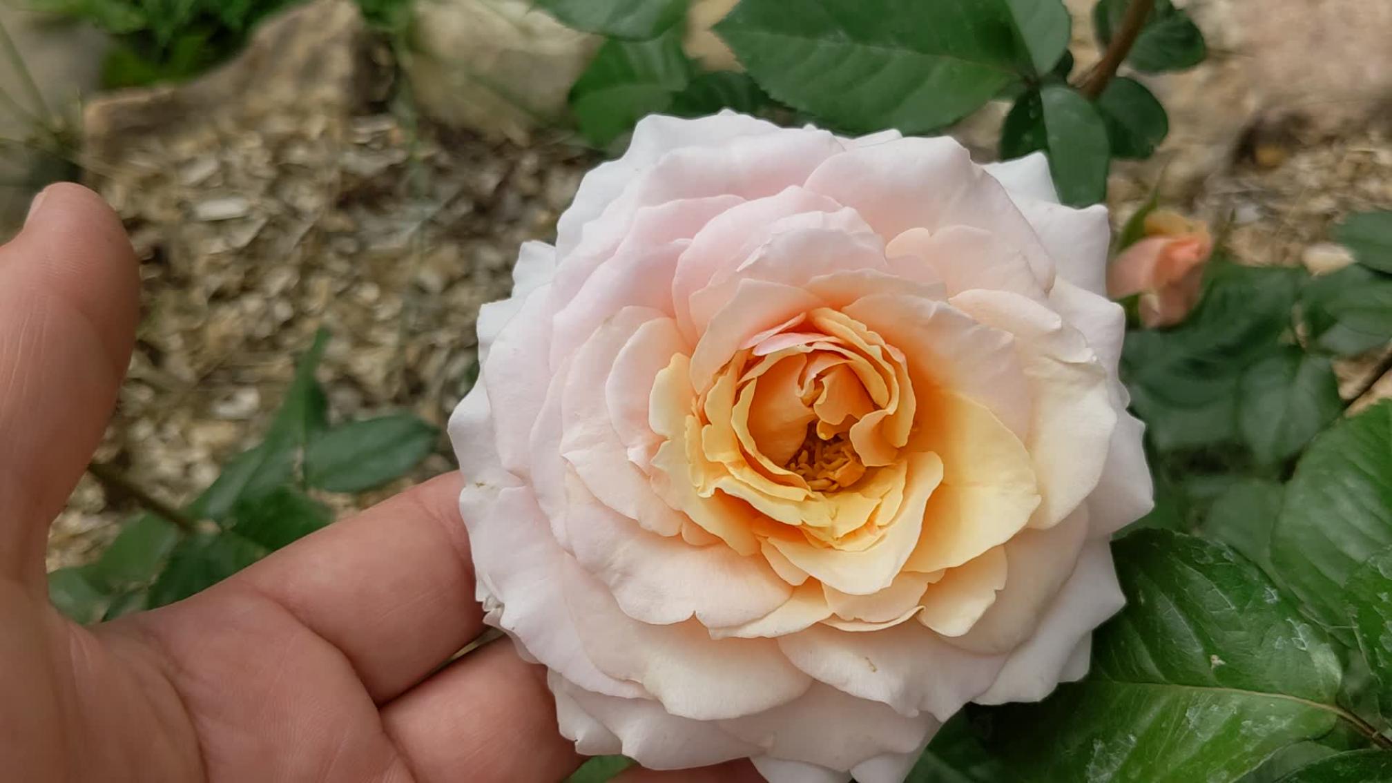 Роза Ингрид Бетанкур 4