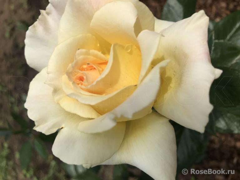 Роза Ингрид Бетанкур