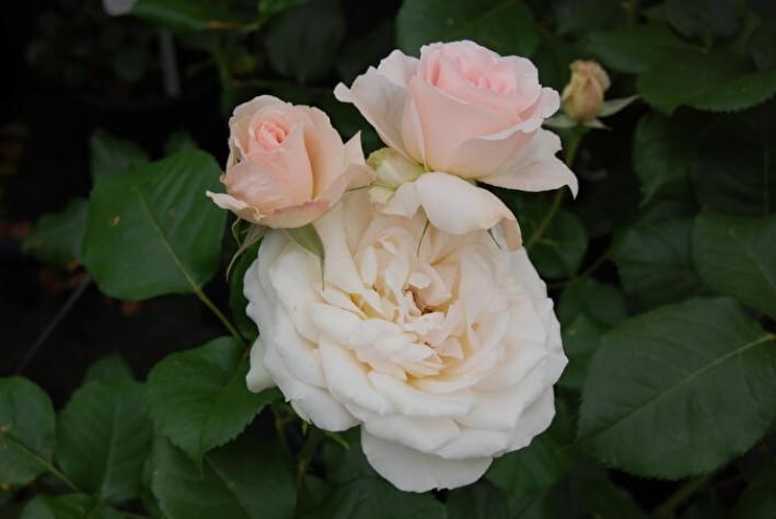 Роза Иоганн Штраус 2