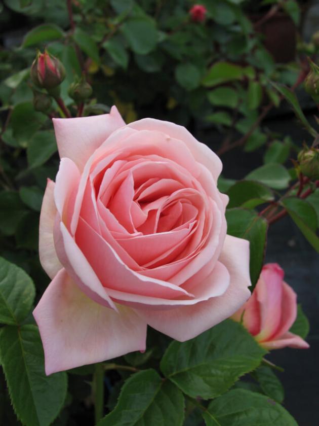 Роза Иоганн Штраус 3