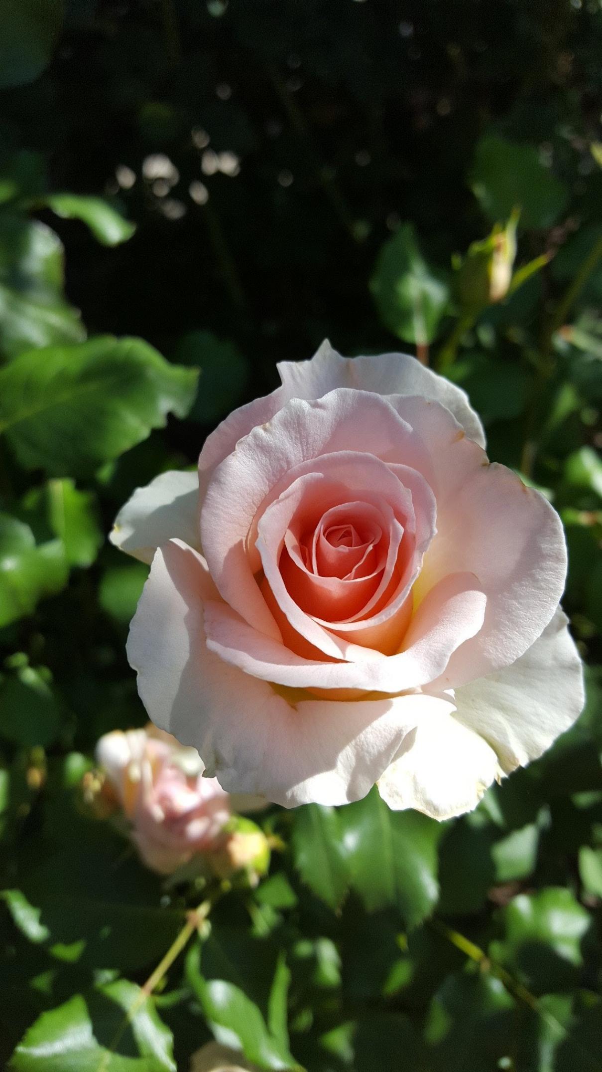 Роза Иоганн Штраус 4