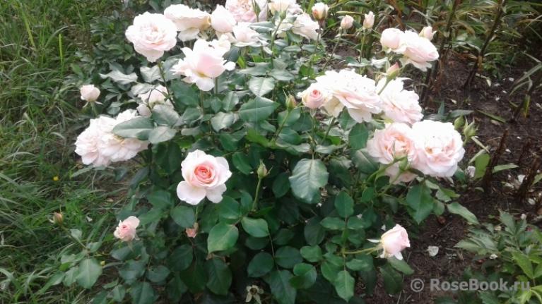 Роза Иоганн Штраус