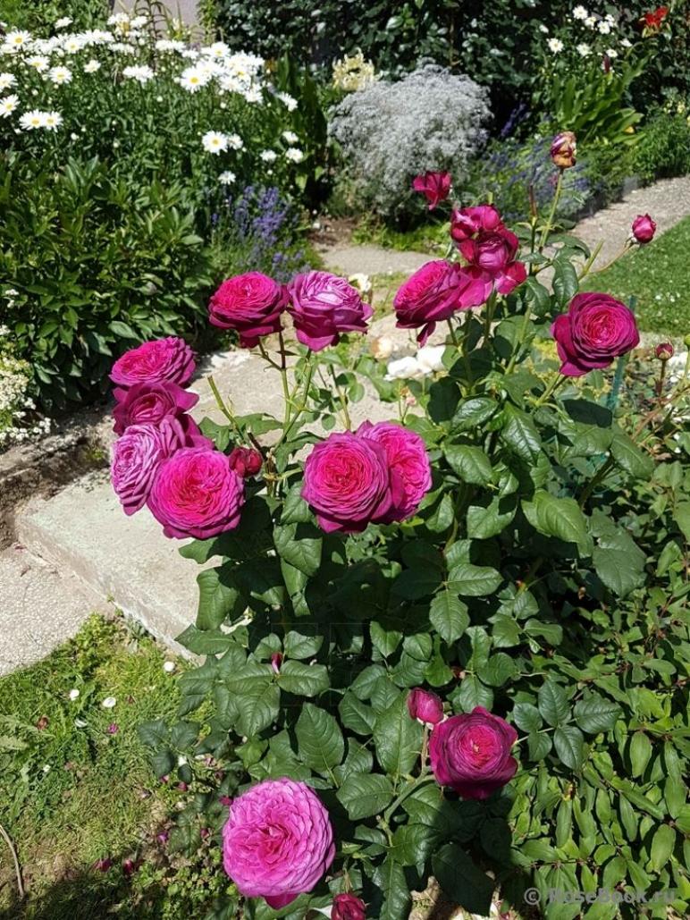 Роза Иоганн Вольфганг Фон Гете 5