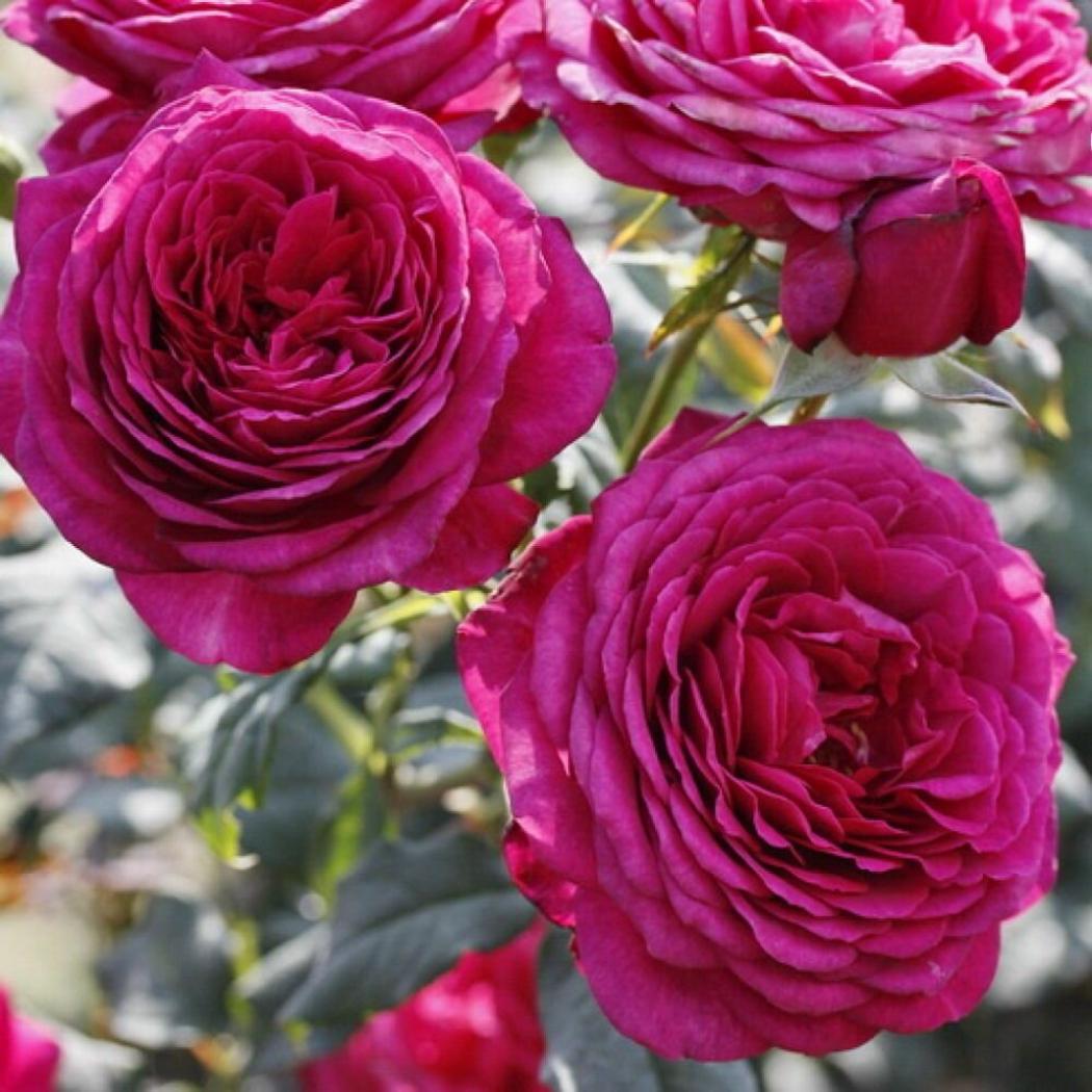 Роза Иоганн Вольфганг Фон Гете