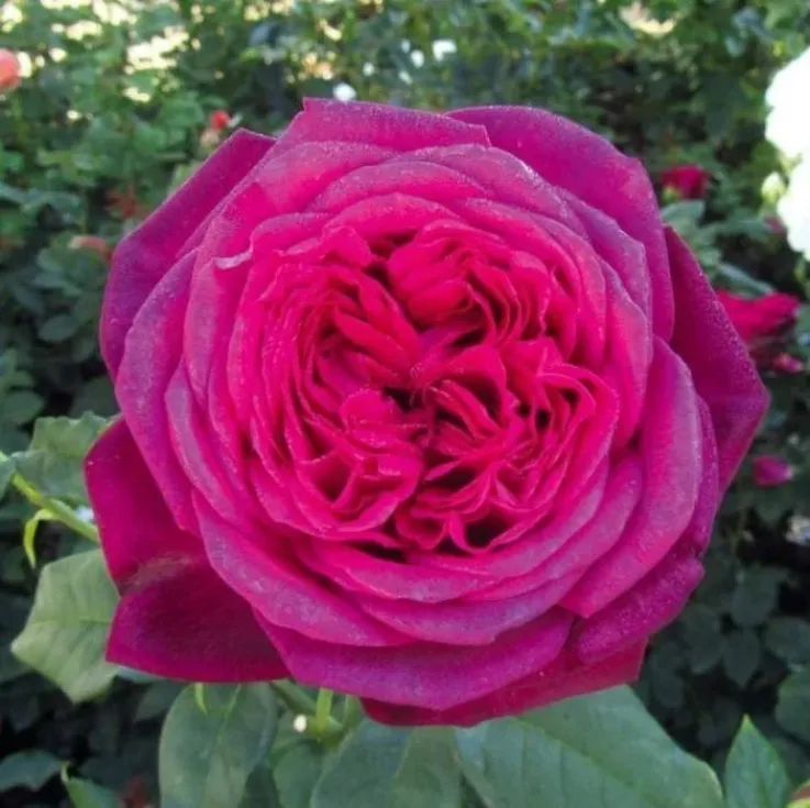 Роза Иоганн Вольфганг Фон Гете 4