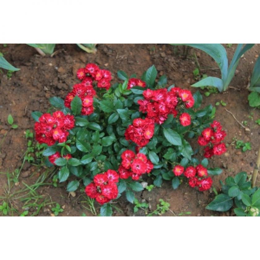 Роза Иониум 2