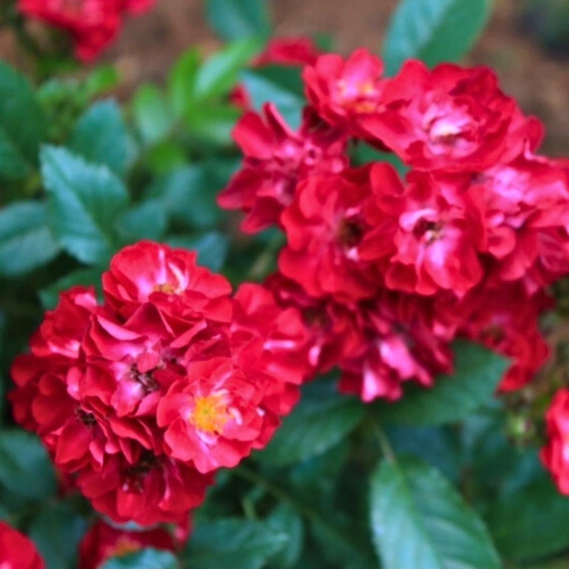 Роза Иониум 3