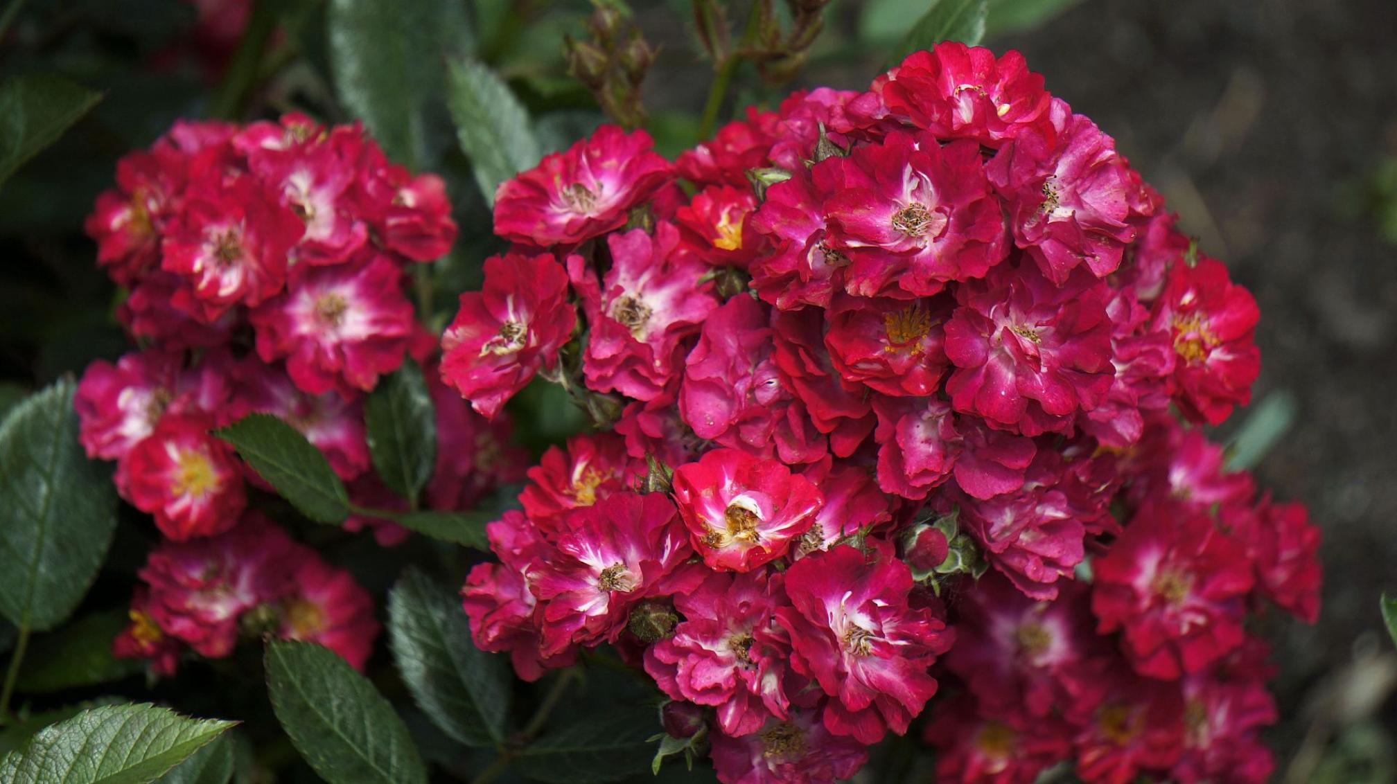 Роза Иониум