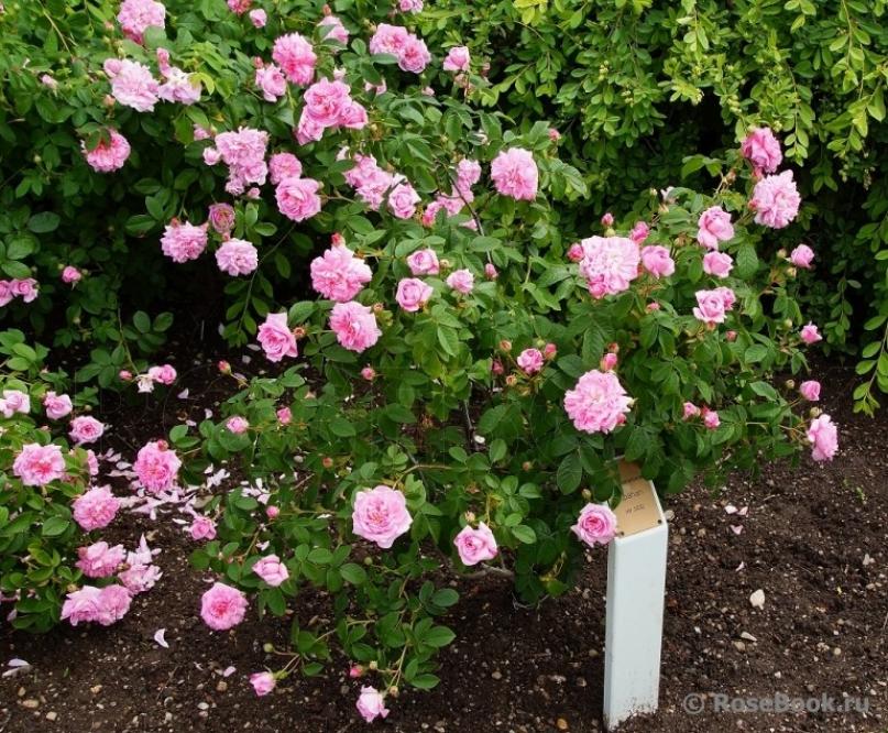 Роза Испахан 2