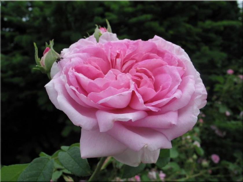 Роза Испахан 3