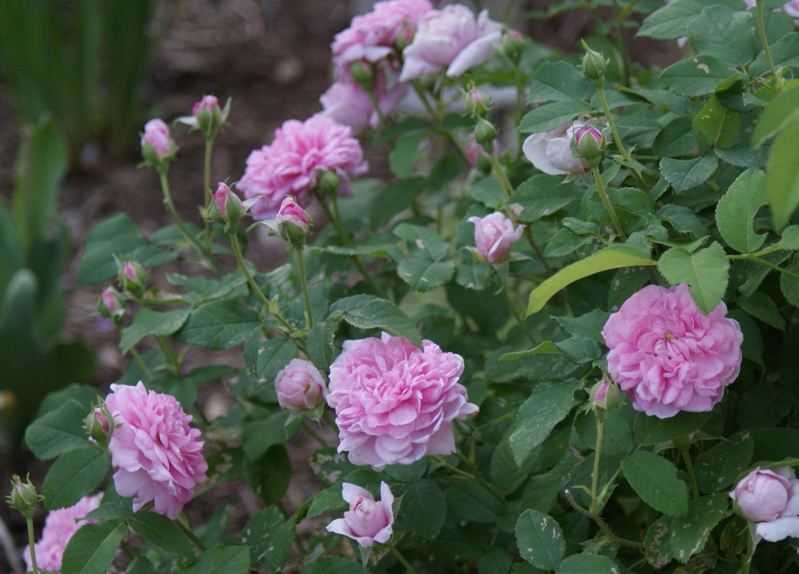 Роза Испахан 4