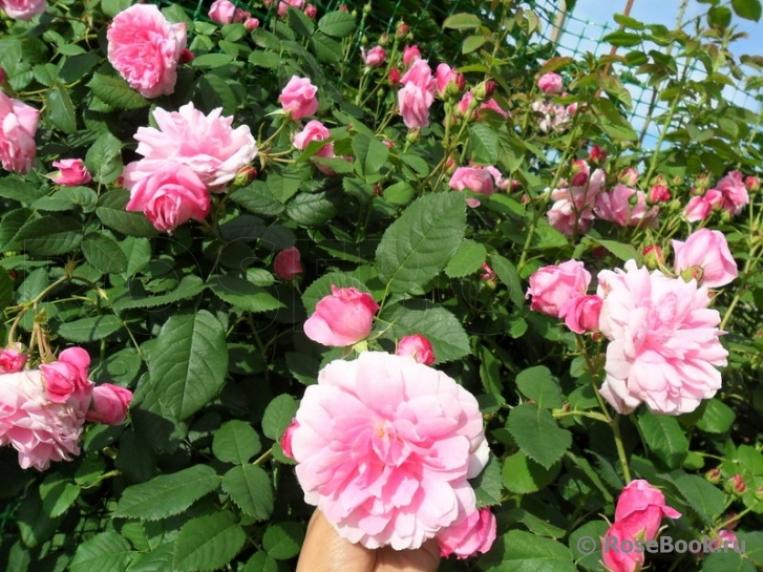 Роза Испахан 5