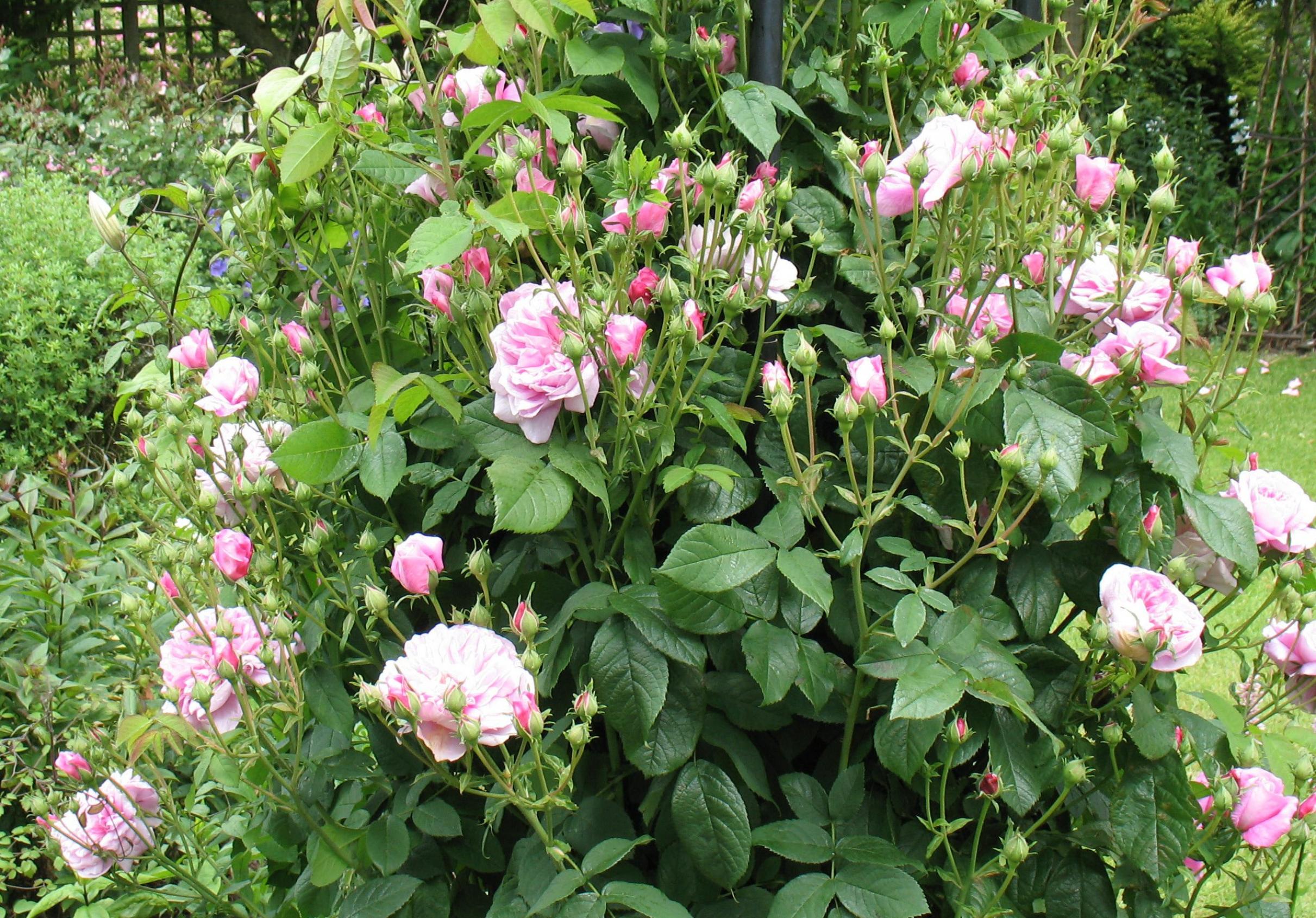 Роза Испахан 6