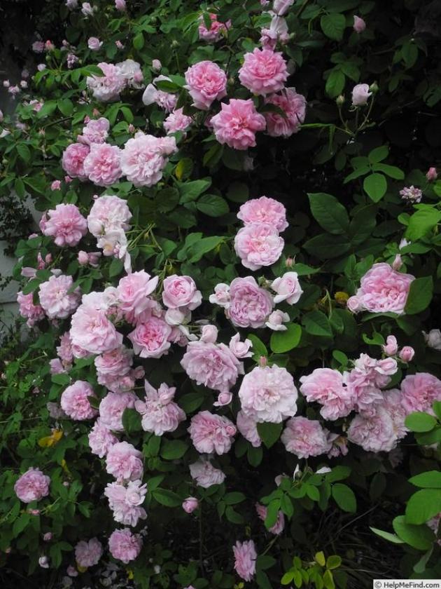 Роза Испахан