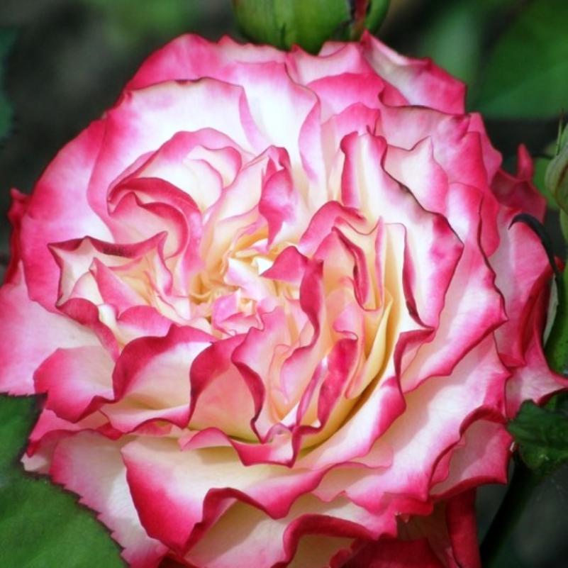 Роза Испанский танец 2