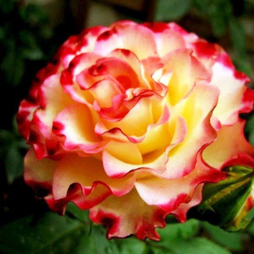 Роза Испанский танец