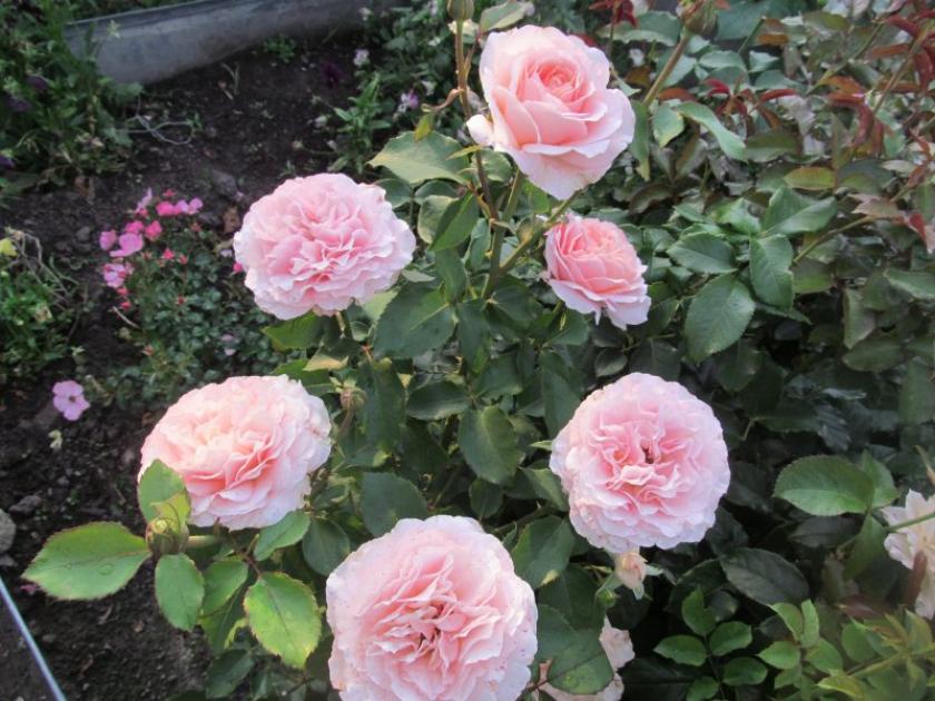 Роза Ист Парк 2