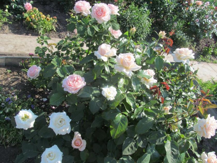 Роза Ист Парк 3