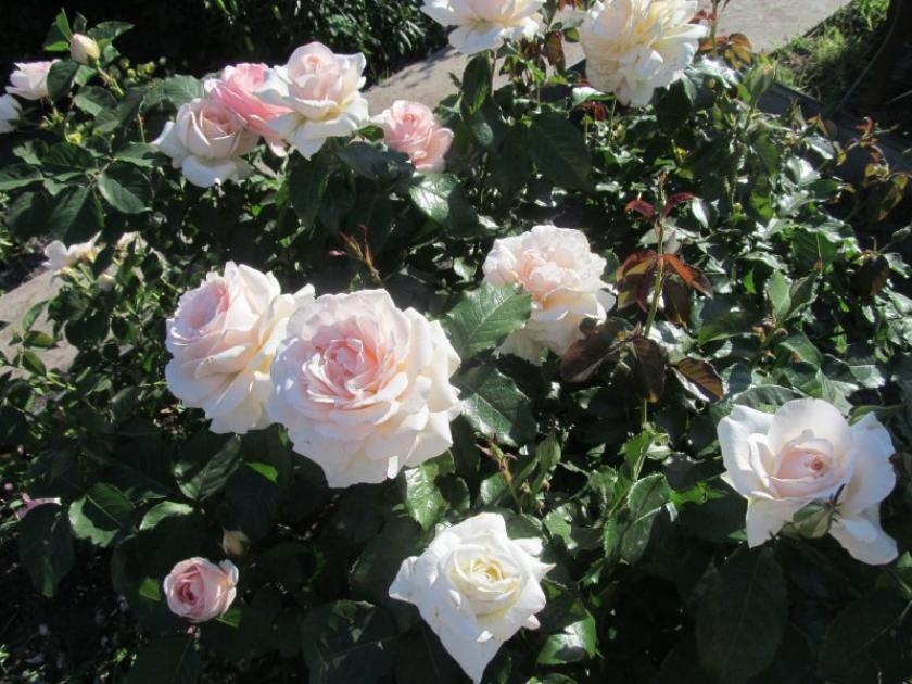 Роза Ист Парк 4