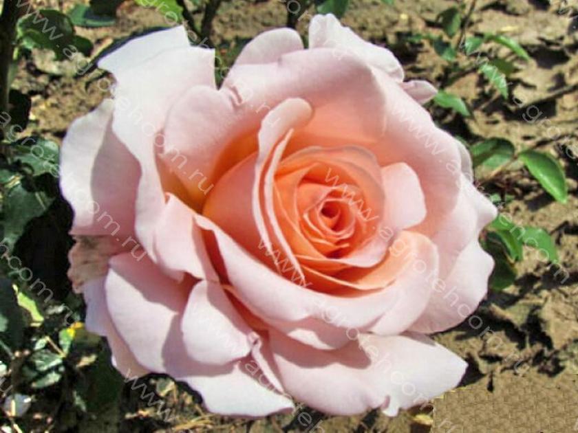 Роза Ист Парк 5