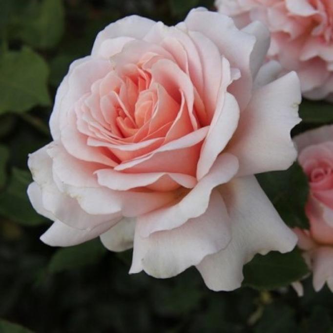 Роза Ист Парк