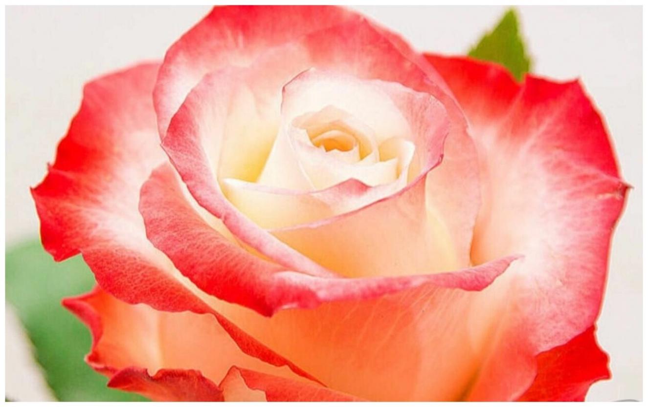 Роза Кабаре 2