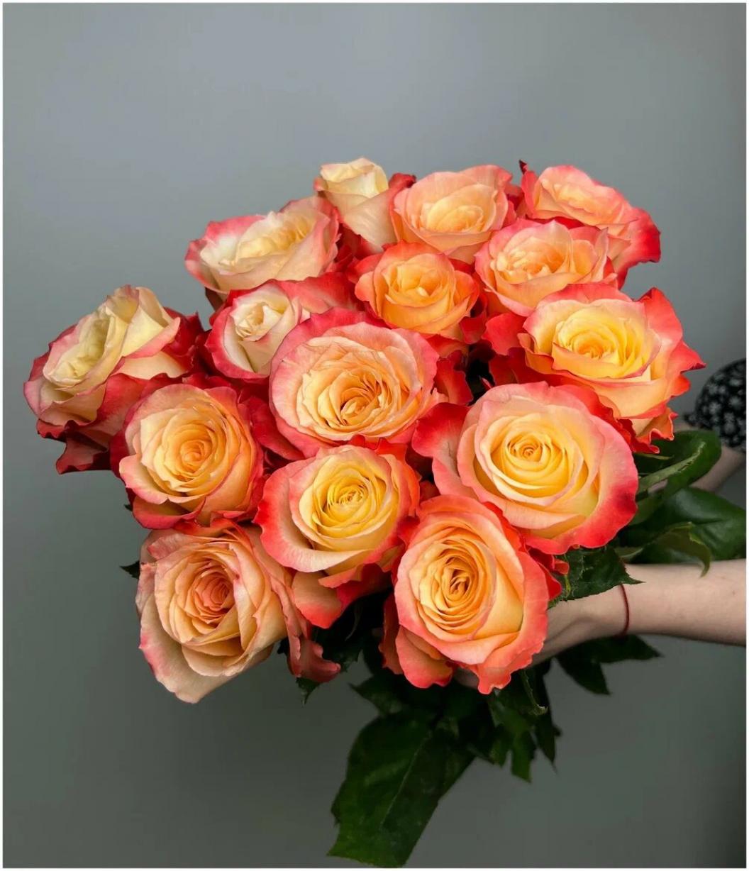 Роза Кабаре 3