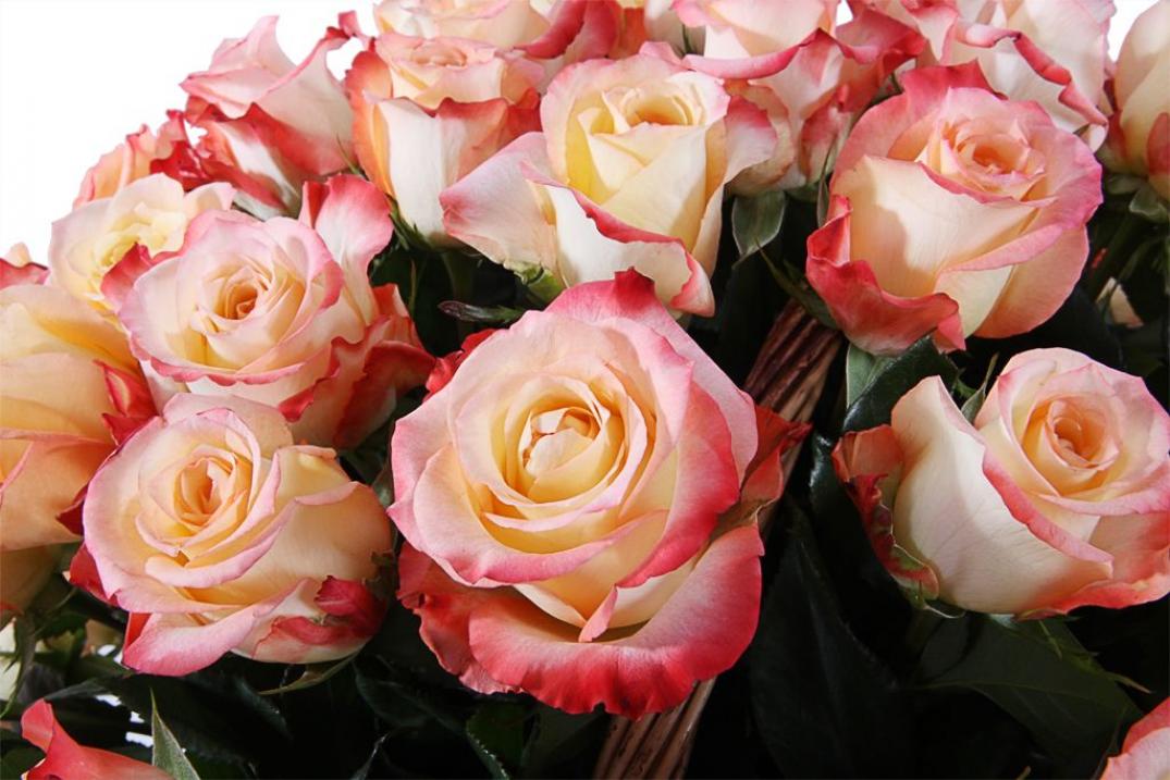 Роза Кабаре 5