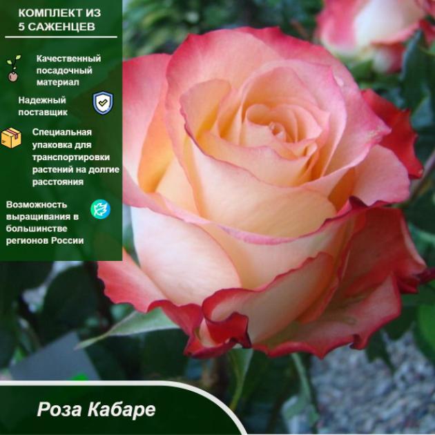 Роза Кабаре