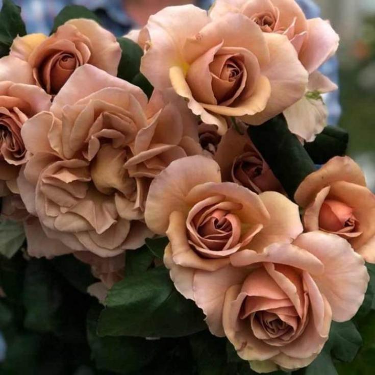 Роза Кафе Латте 2