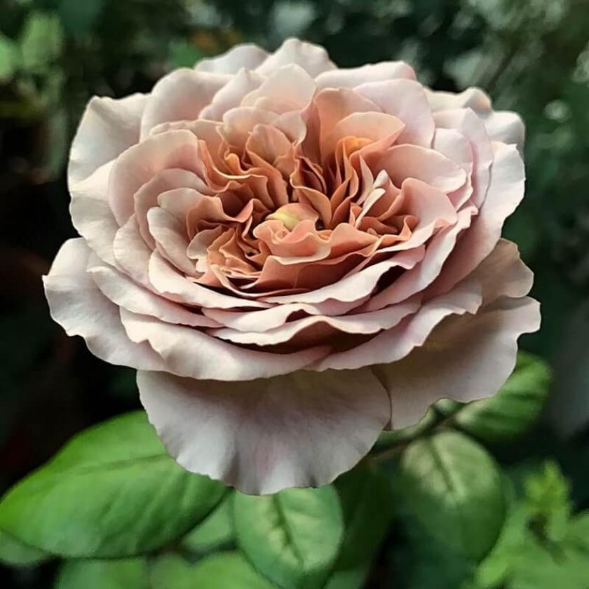 Роза Кафе Латте