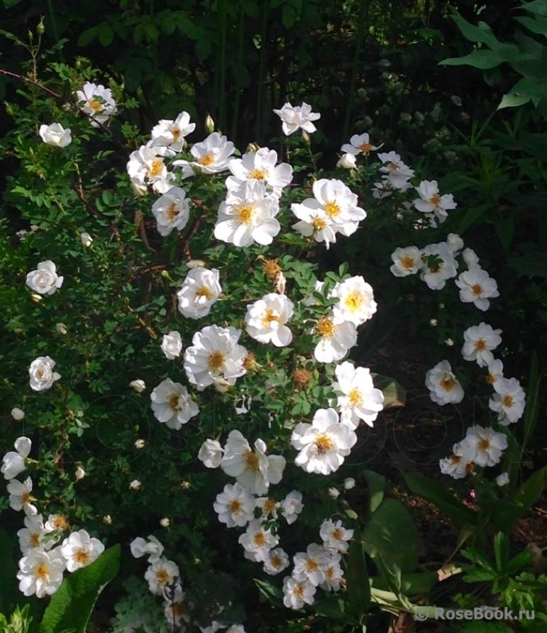 Роза Каква 2