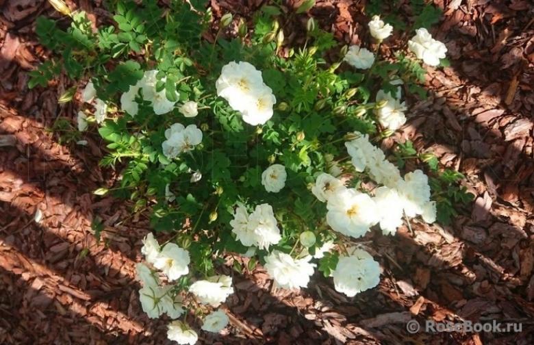 Роза Каква 3