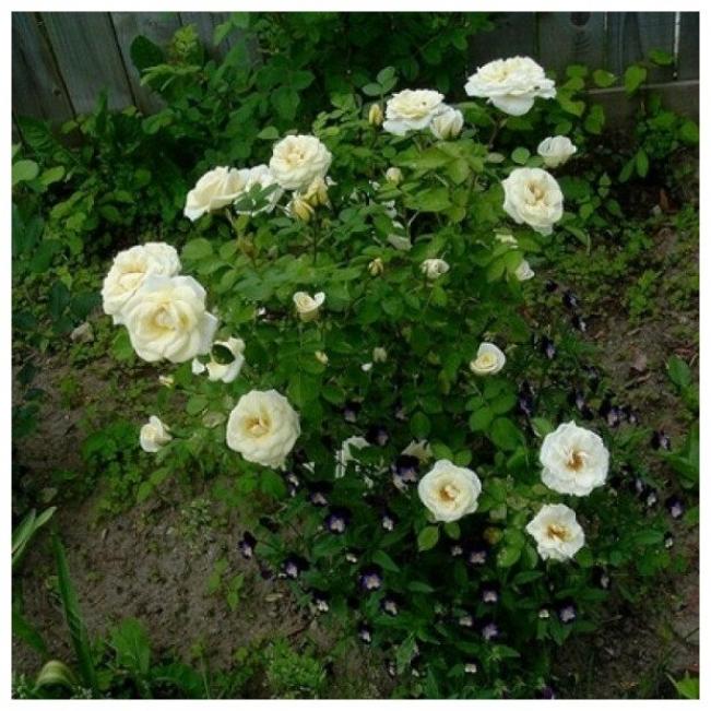 Роза Каква 4