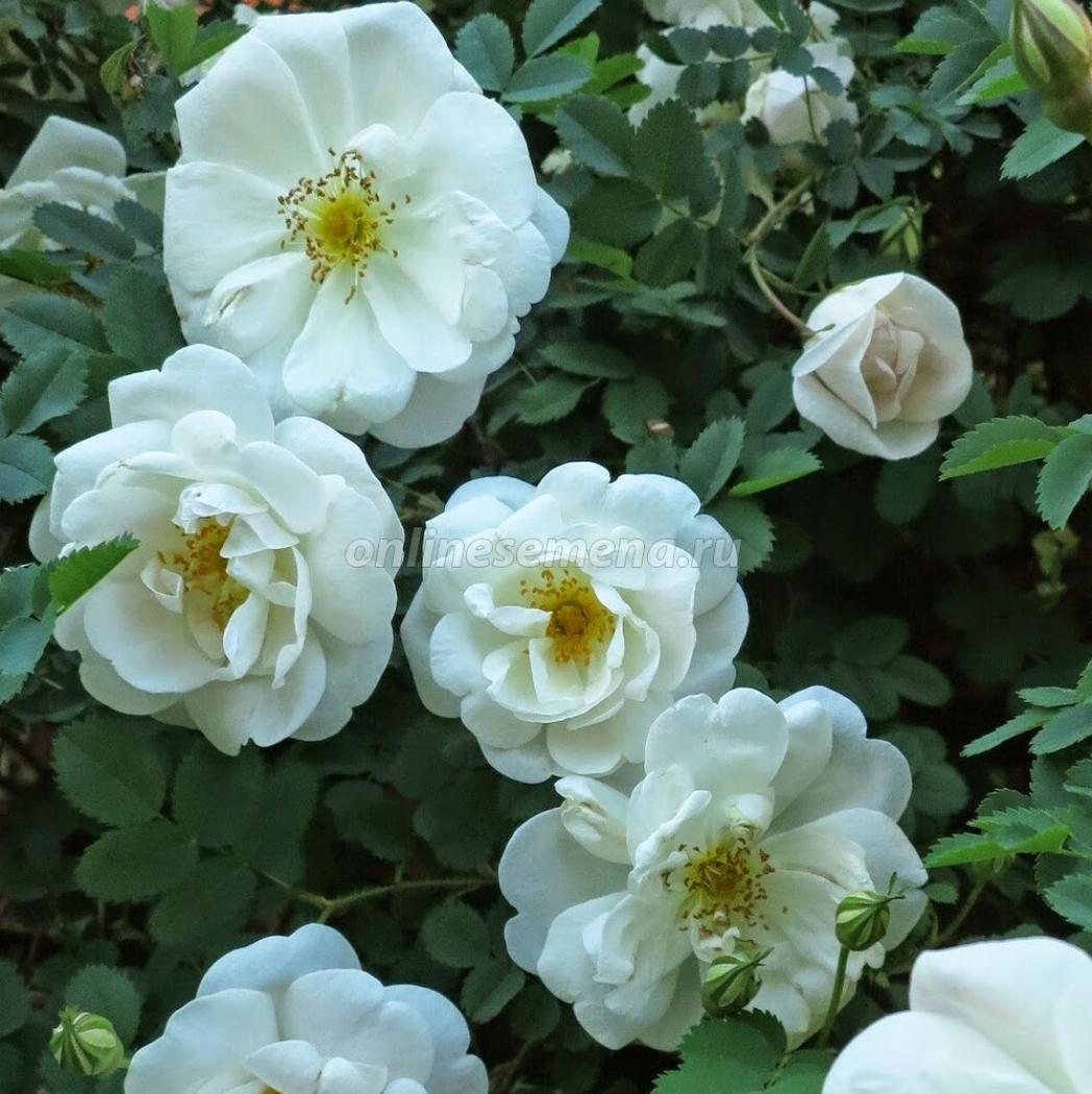 Роза Каква 5