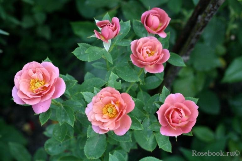 Роза Калейдоскоп 2