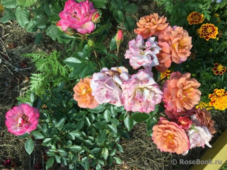 Роза Калейдоскоп 3