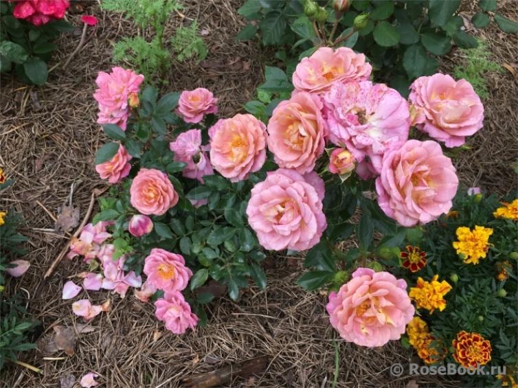 Роза Калейдоскоп 4