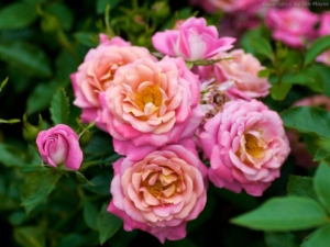 Роза Калейдоскоп