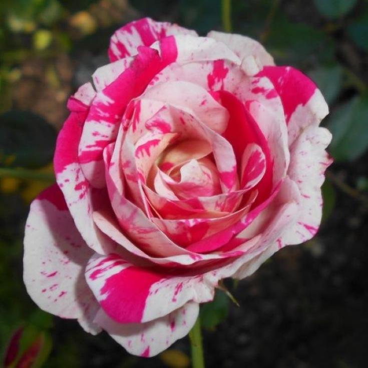 Роза Калипсо 2