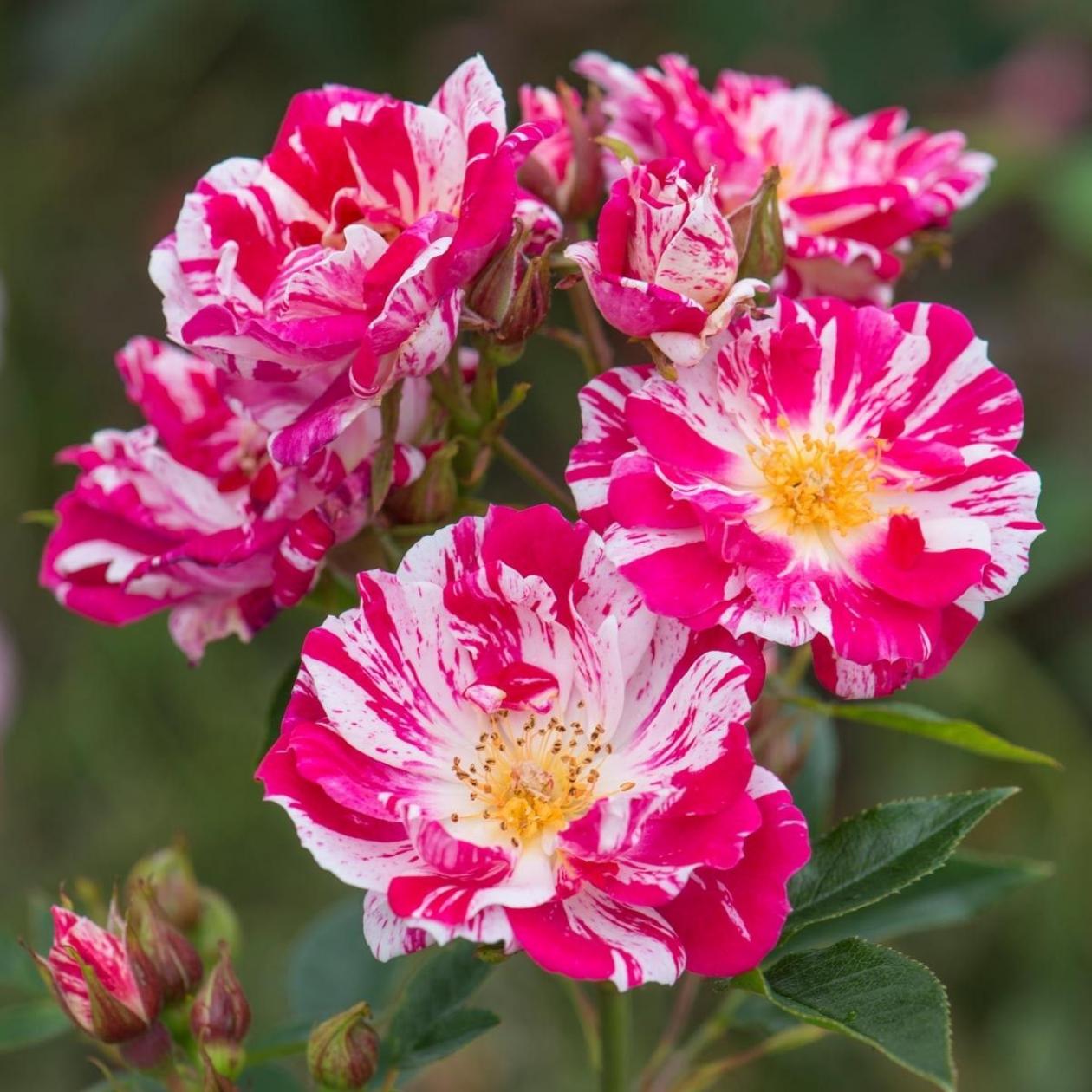 Роза Калипсо 4