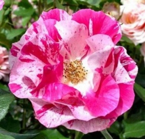 Роза Калипсо