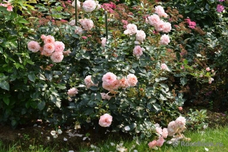 Роза Калипсо 6