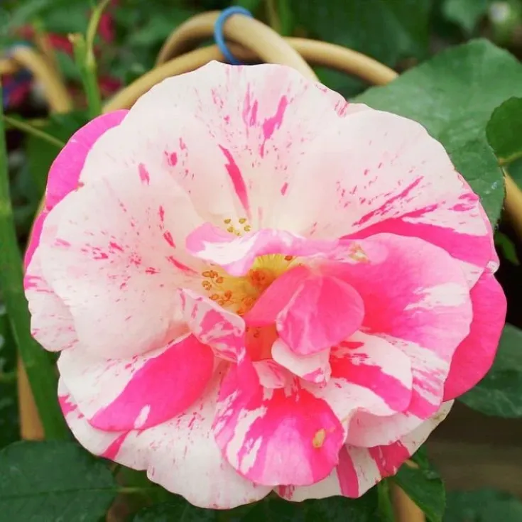 Роза Калипсо 3