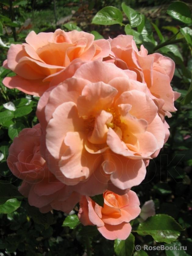 Роза Кальмар 2