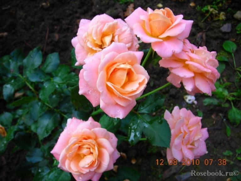 Роза Кальмар 3