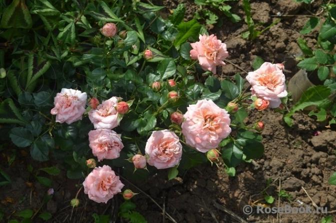 Роза Кальмар 4