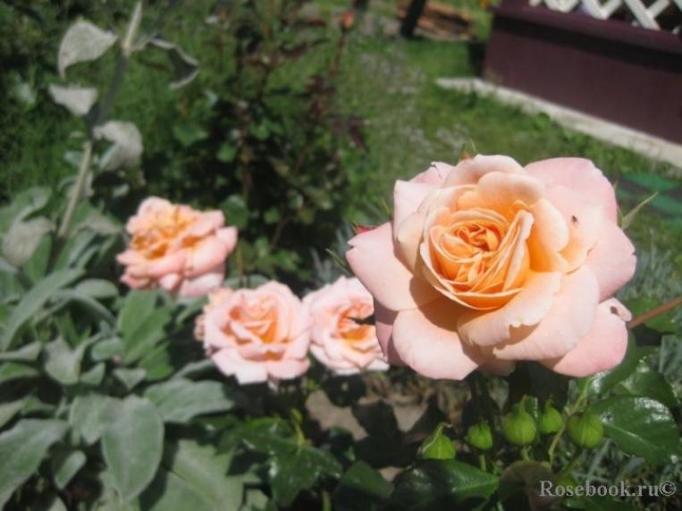 Роза Кальмар