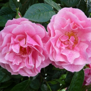 Роза Камелот